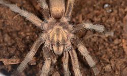 Türkiye'de ilk kez yeni bir tarantula cinsi kaydedildi