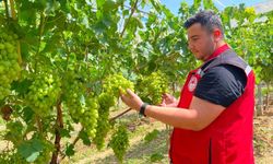 Sarıgöl’de erkence üzüm hasat dönemi yaklaşıyor