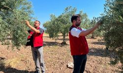 Akhisar'da zeytin sineğine karşı alarm