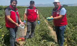 Organik domates üretimine kalıntı denetimi