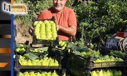 Dünyanın ilk incirinde son hasat bereketi