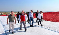 Saruhanlı'da 1.500 ton kuru domates ihraç ediliyor