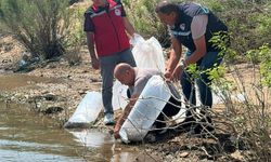 Soma’da baraj ve göletlere 250 bin yavru sazan bırakıldı