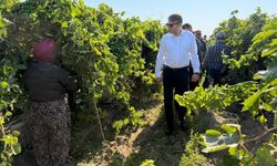 Saruhanlı Kaymakamı Özcan üzüm hasadına katıldı