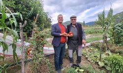 Dededen kalan domates tohumunu geleceğe taşıyor