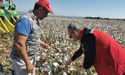 Saruhanlı'da beyaz altın mesaisi başladı