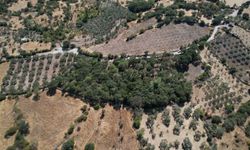 Manisa'da 500 yıllık mezarlıkta kapsamlı bakım çalışması