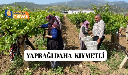 Yaprağı meyvesinden daha çok kazandırıyor