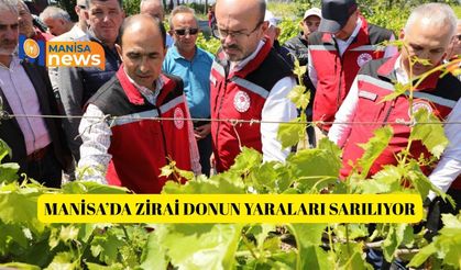 Manisa’da zirai donun yaraları sarılıyor