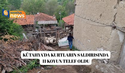 Kütahya'da kurtların saldırısında 11 koyun telef oldu
