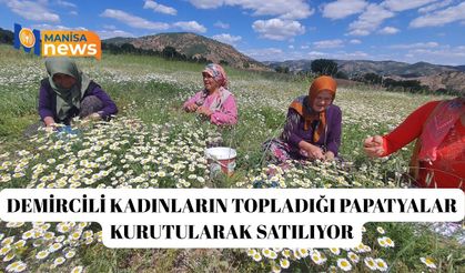 Demircili kadınların topladığı papatyalar kurutularak satılıyor