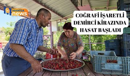 Coğrafi işaretli Demirci kirazında hasat başladı