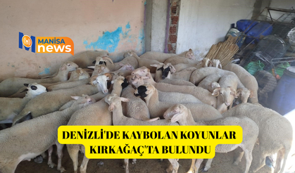Denizli'de kaybolan koyunlar Kırkağaç'ta bulundu