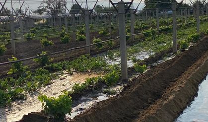 Kışlık sebzeler toprakla buluşmaya başladı
