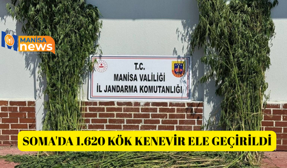 Soma'da 1.620 kök kenevir ele geçirildi