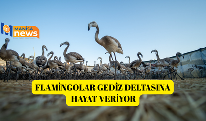 Flamingolar Gediz Deltasına hayat veriyor