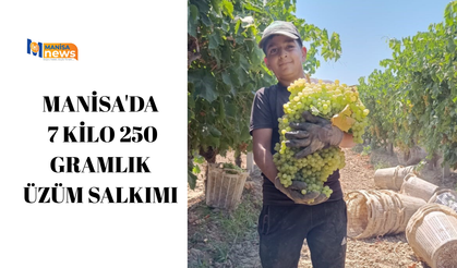 Manisa'da 7 kilo 250 gramlık üzüm salkımı