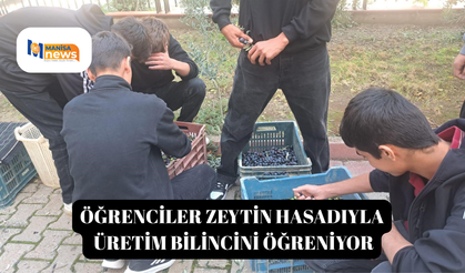 Öğrenciler zeytin hasadıyla üretim bilincini öğreniyor
