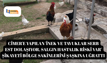 CİMER'e yapılan 'İnek ve tavuklar serbest , salgın hastalık riski var' şikayeti bölge sakinlerini şaşkına uğrattı