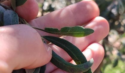 Saruhanlı’da halkalı leke alarmı