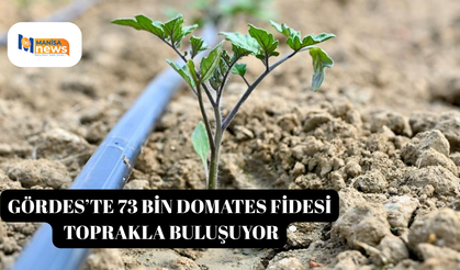 Gördes’te 73 bin domates fidesi toprakla buluşuyor