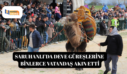 Saruhanlı’da deve güreşlerine binlerce vatandaş akın etti