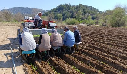 Selendi'de tütün mesaisi başladı