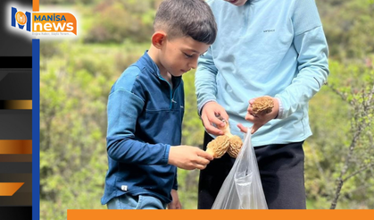 Demirci dağlarında 2 bin liralık kuzu göbeği mesaisi