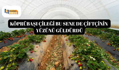 Köprübaşı çileği bu sene de çiftçinin yüzünü güldürdü