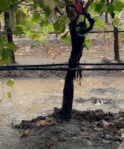 Sarıgöl’de özlenen yağışlar çiftçinin yüzünü güldürdü