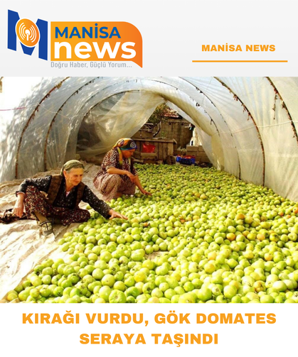 Kırağı vurdu, gök domates seraya taşındı