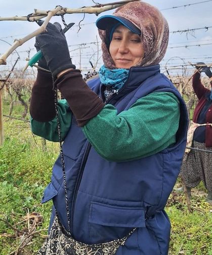 Sarıgöl Ovası’ndaki bağlarda hummalı çalışma