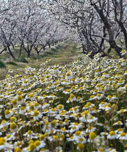 Sarıgöl’de kartpostallık manzara