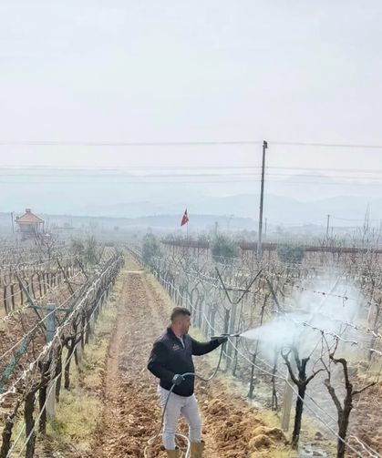 Bağlarda çiçek öncesi ilaçlama programı açıklandı