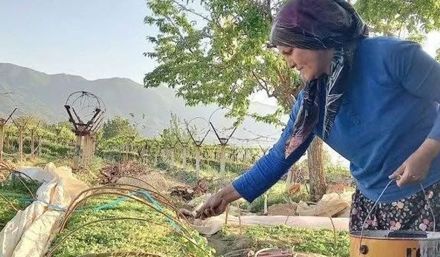 Sarıgöl tütün dikimine hazırlanıyor