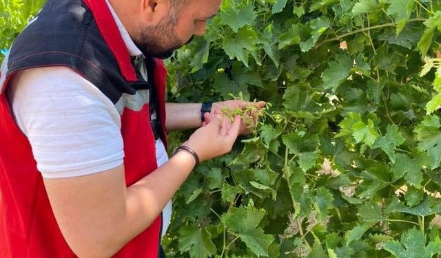 Salkım güvesine karşı ilaçlama uyarısı