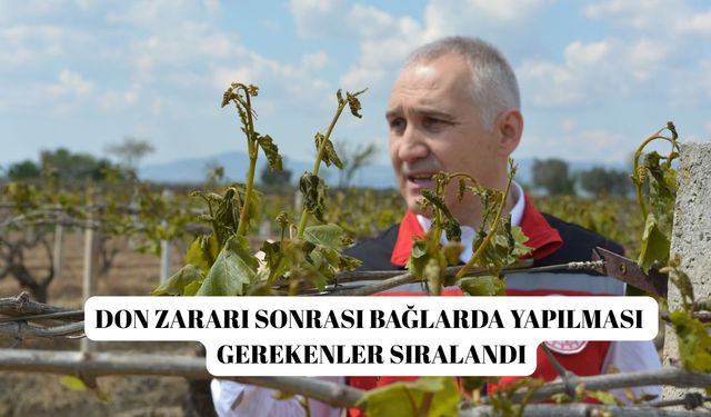 Don zararı sonrası bağlarda yapılması gerekenler sıralandı