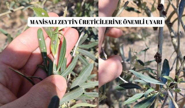 Manisalı zeytin üreticilerine önemli uyarı