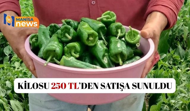 Acısıyla ünlü Emcelli Biberi kilosu 250 TL'den piyasaya çıktı