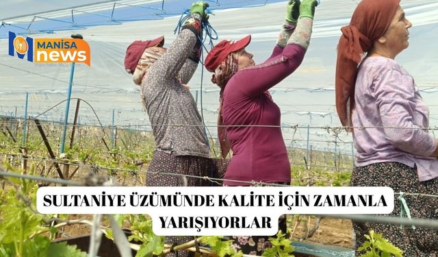 Sultaniye üzümünde kalite için zamanla yarışıyorlar