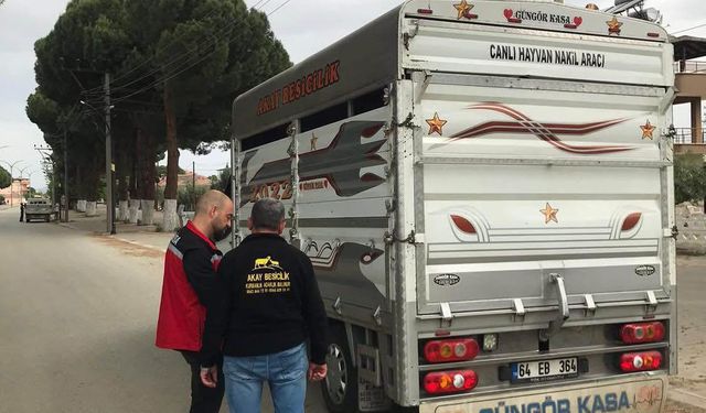 Sarıgöl’de kurbanlık giriş ve çıkışlarına sıkı denetim
