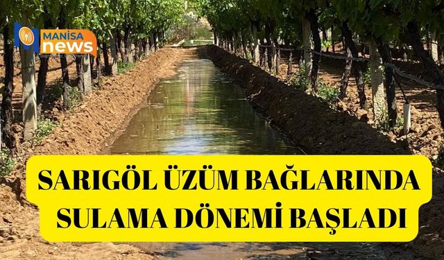 Sarıgöl üzüm bağlarında sulama dönemi başladı