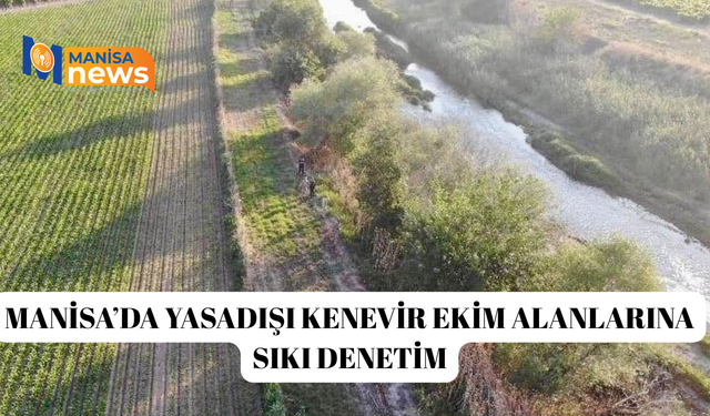 Manisa’da yasadışı kenevir ekim alanlarına sıkı denetim