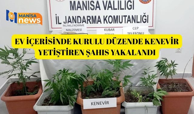 Ev içerisinde kurulu düzende kenevir yetiştiren şahıs yakalandı