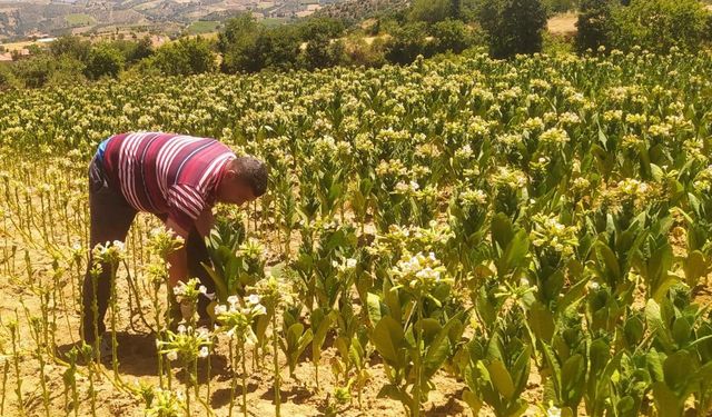 Sarıgöl’de tütün kırımı başladı