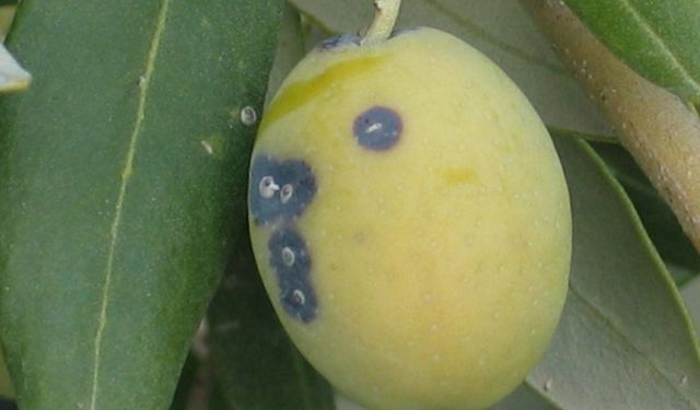 Zeytin üreticilerine ‘Zeytin Kabuklu Biti’ uyarısı