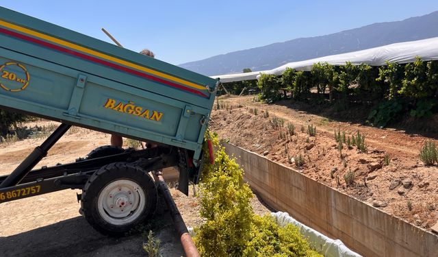 Sarıgöl’de şaraplık üzüm alımları başladı