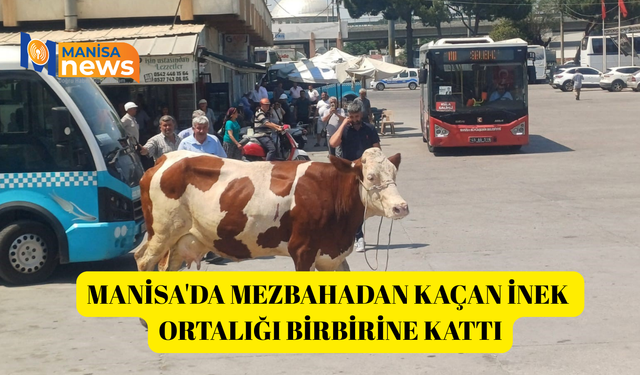 Manisa'da mezbahadan kaçan inek ortalığı birbirine kattı