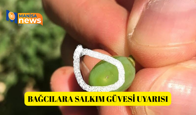 Bağcılara salkım güvesi uyarısı