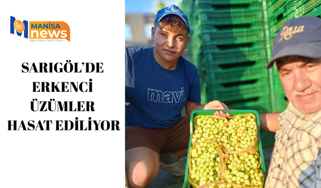 Sarıgöl’de erkenci üzümler hasat ediliyor
